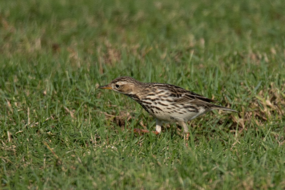 Red-throated Pipit - ML612158327