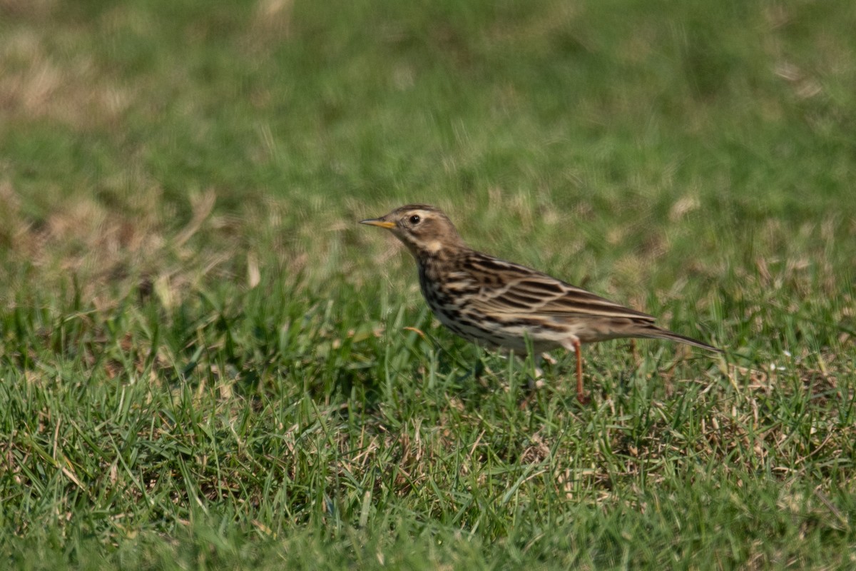 Red-throated Pipit - ML612158329