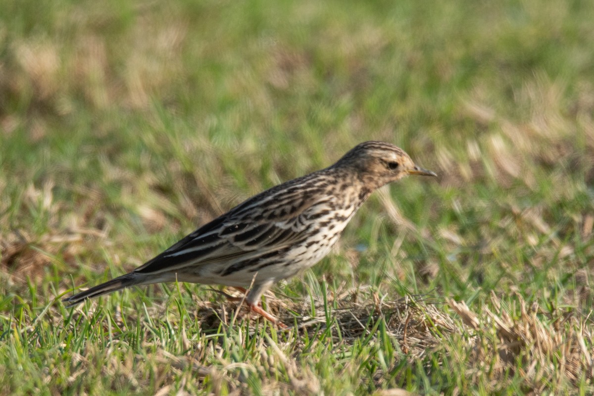 Red-throated Pipit - ML612158330