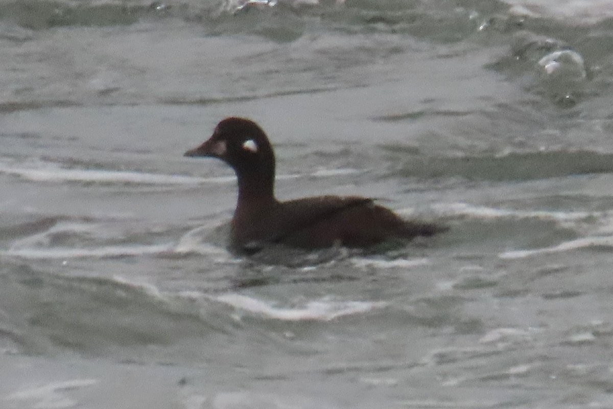 Harlequin Duck - ML612158341