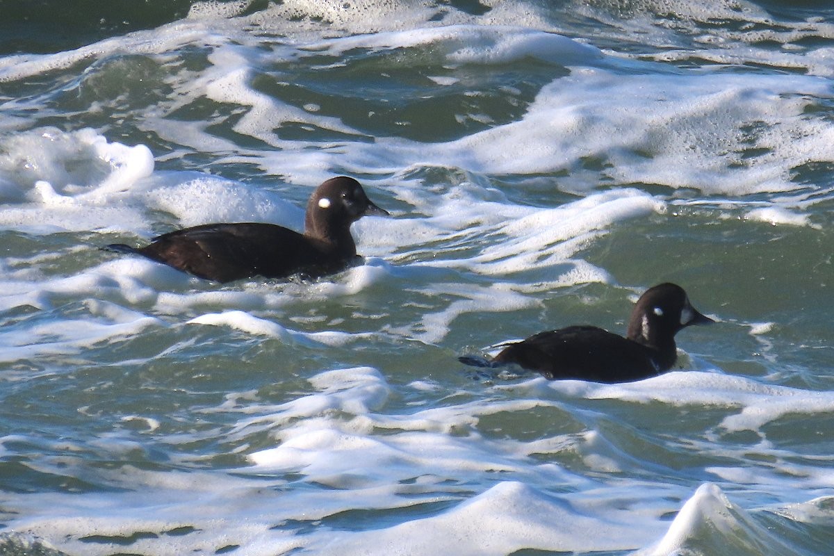 Harlequin Duck - ML612158367