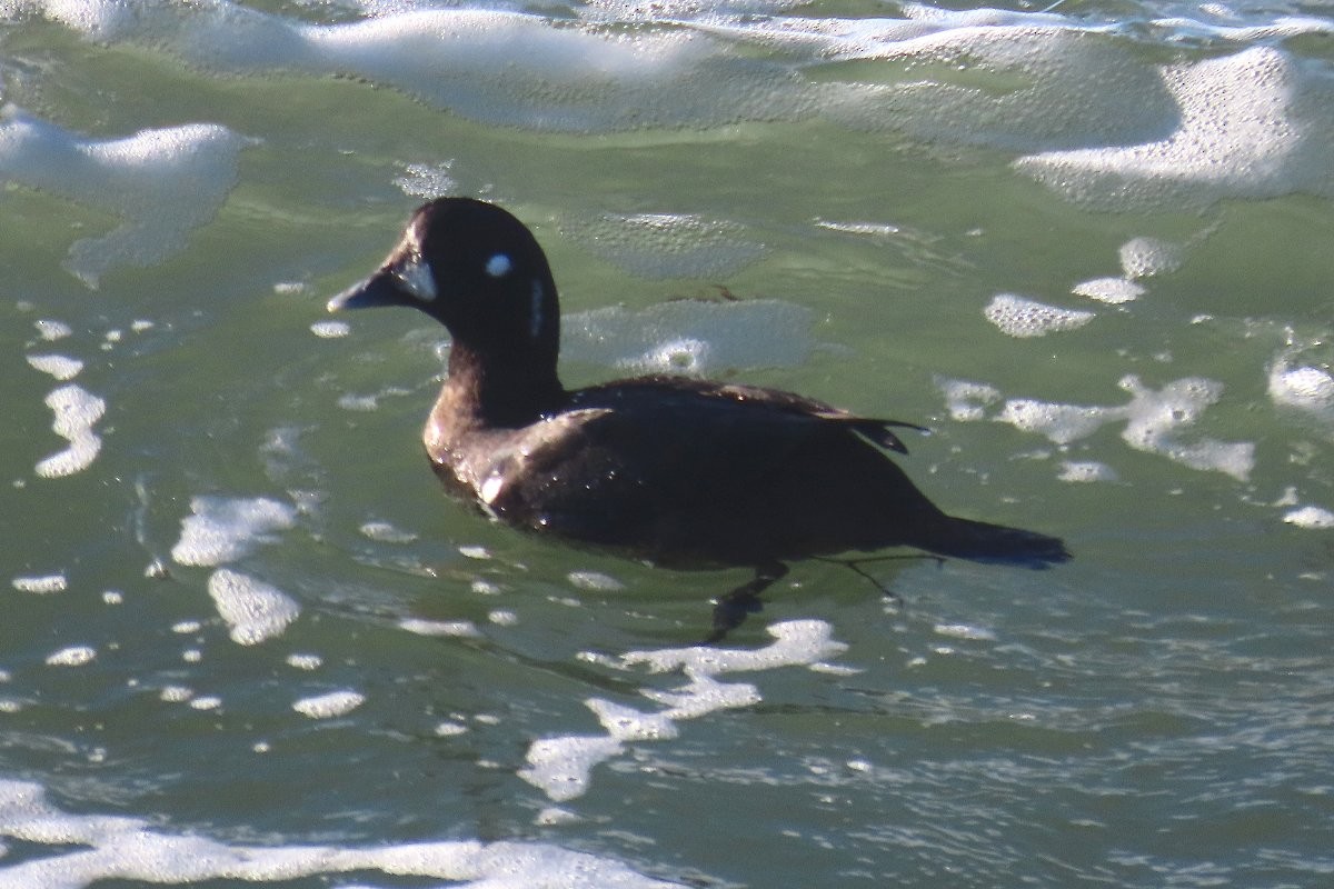 Harlequin Duck - ML612158368