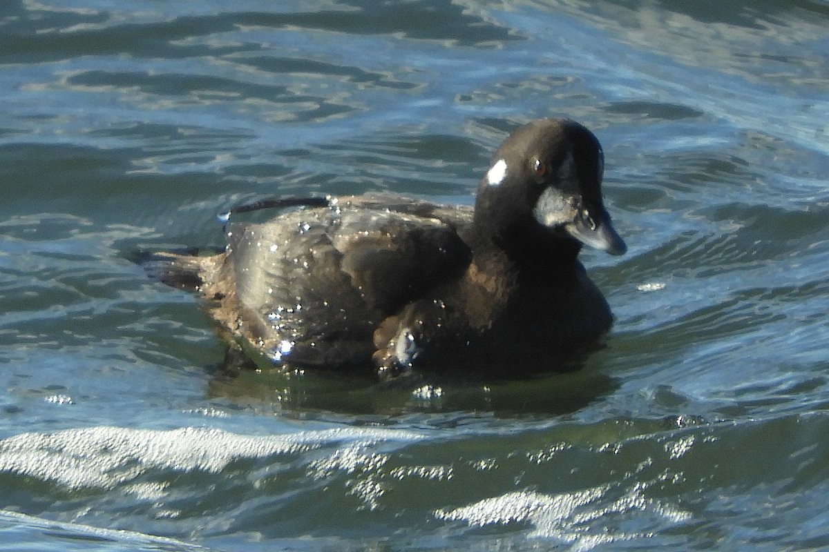 Harlequin Duck - ML612158417