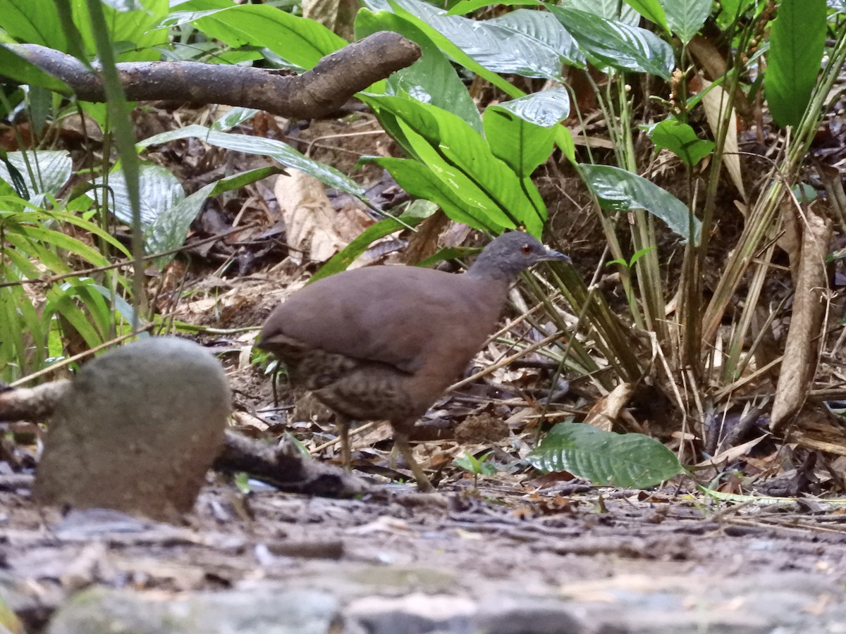 Brown Tinamou - ML612158420