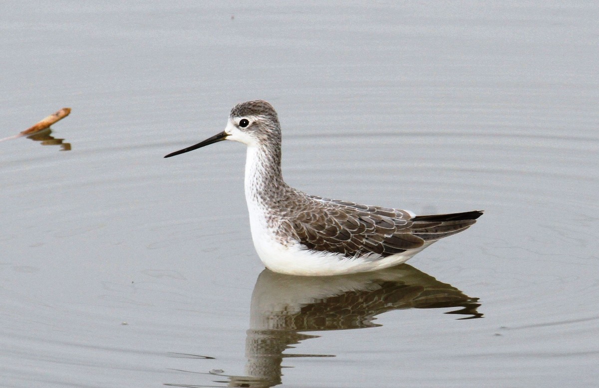 Marsh Sandpiper - yuda siliki