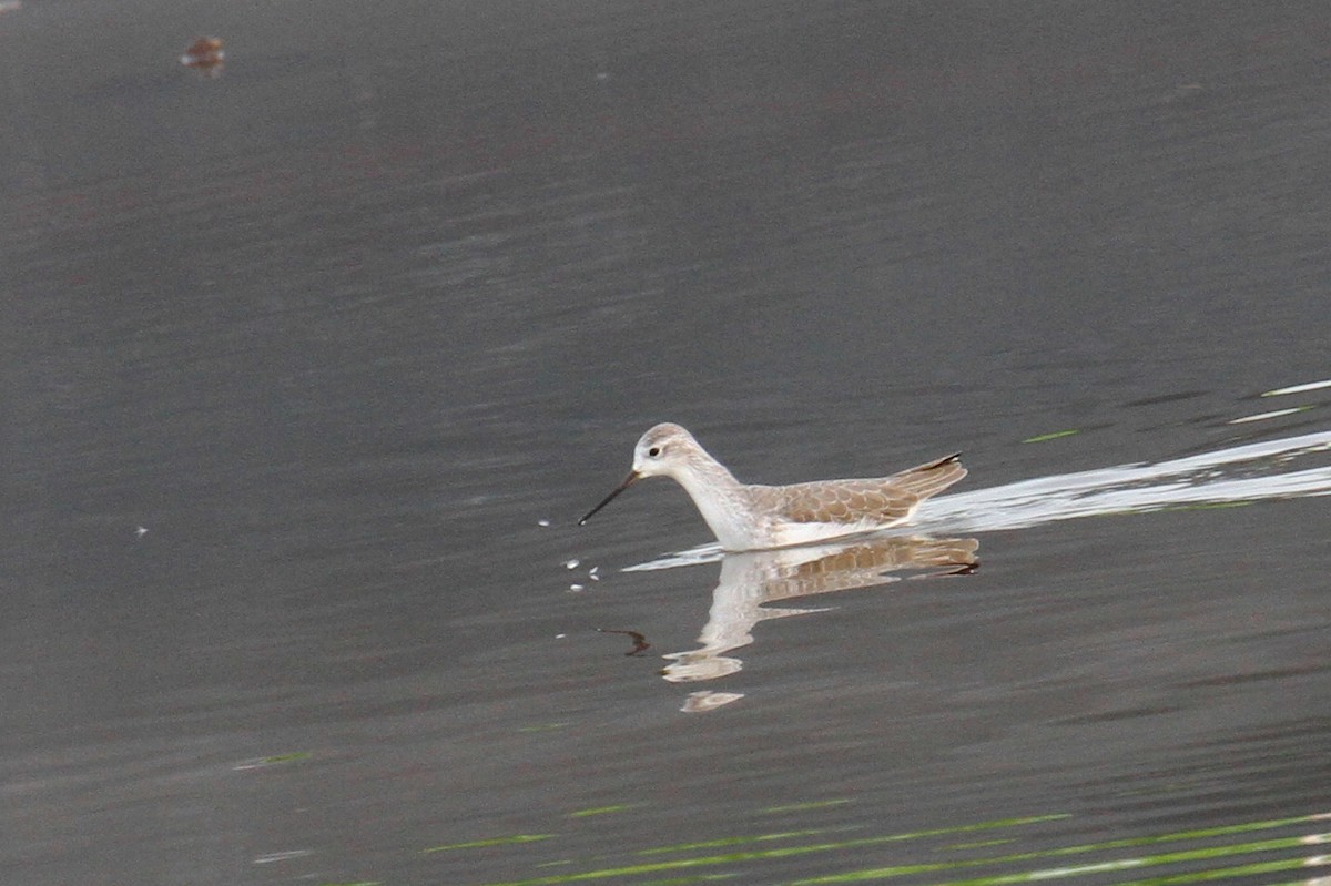 Marsh Sandpiper - ML612158422