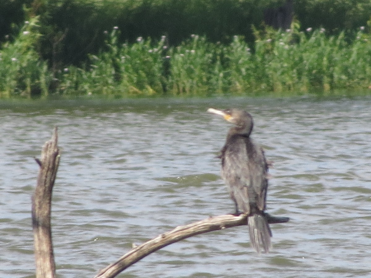 Cormorán Biguá - ML61215851