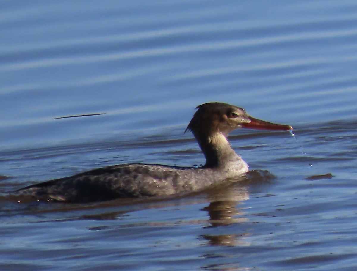 Red-breasted Merganser - ML612158544