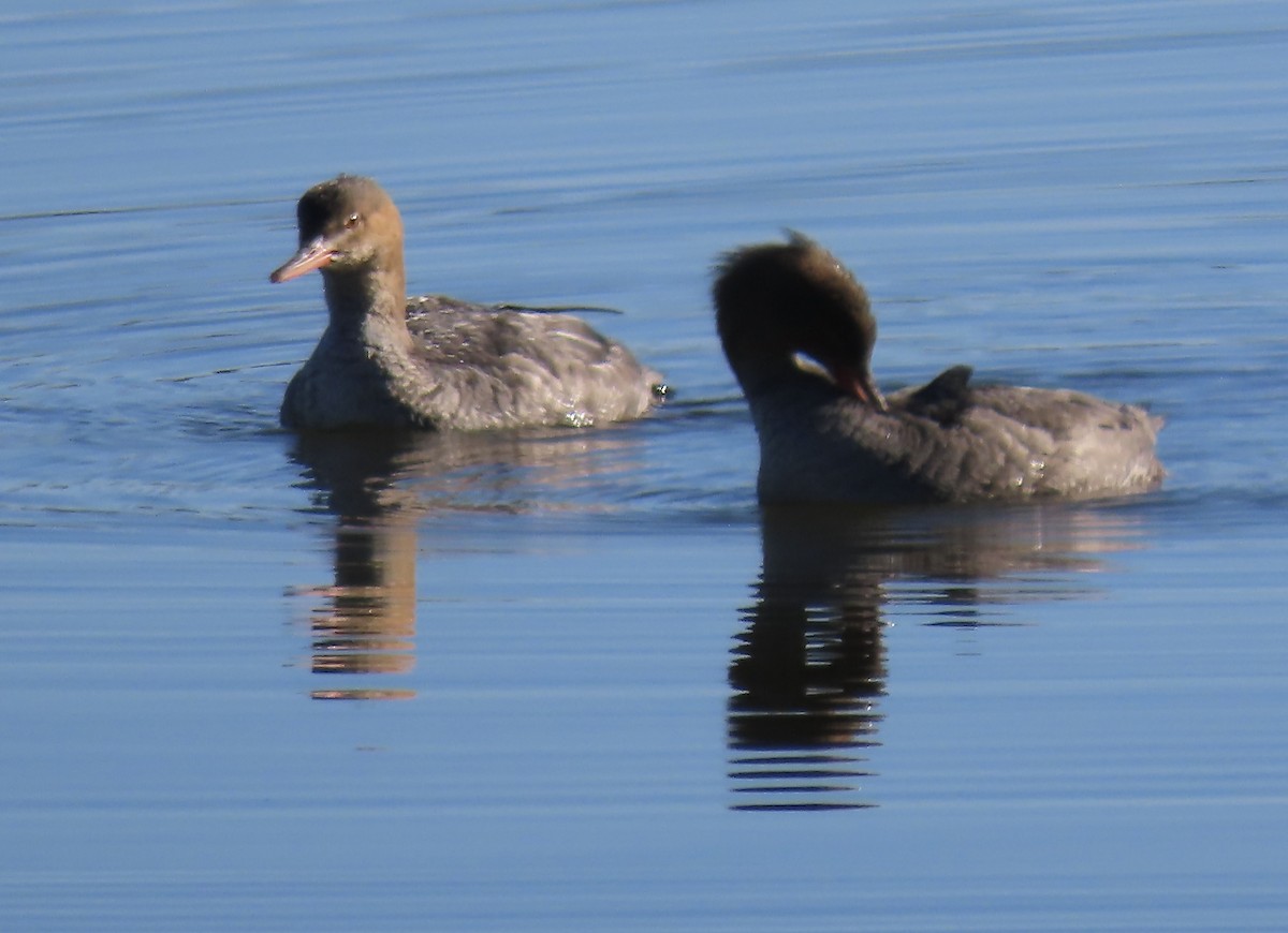 Red-breasted Merganser - ML612158545