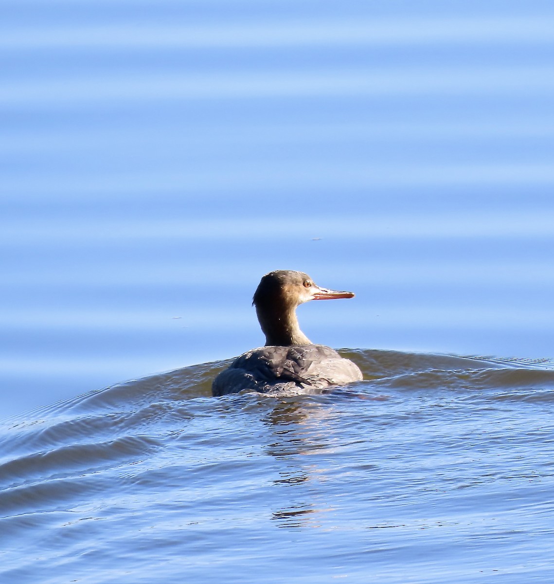 Red-breasted Merganser - ML612158546