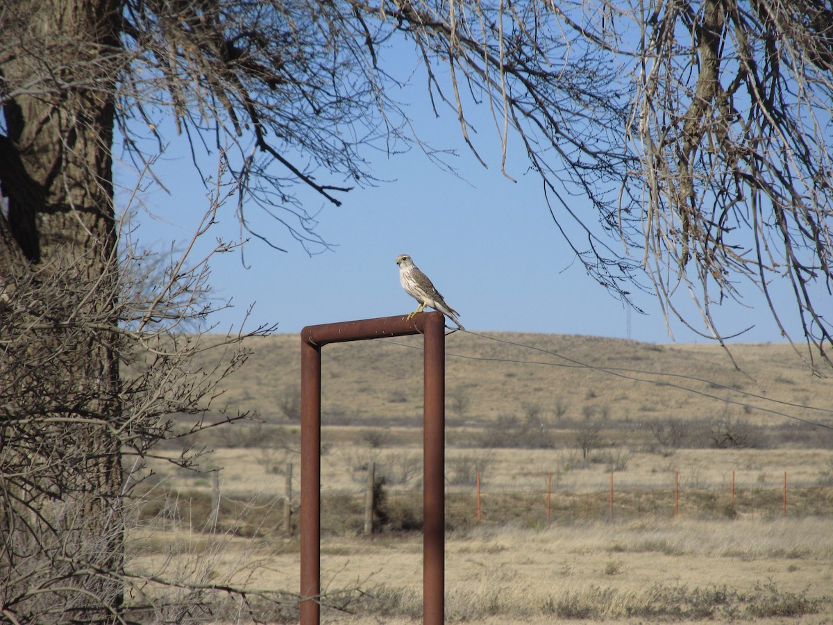 Merlin (Prairie) - ML612158598