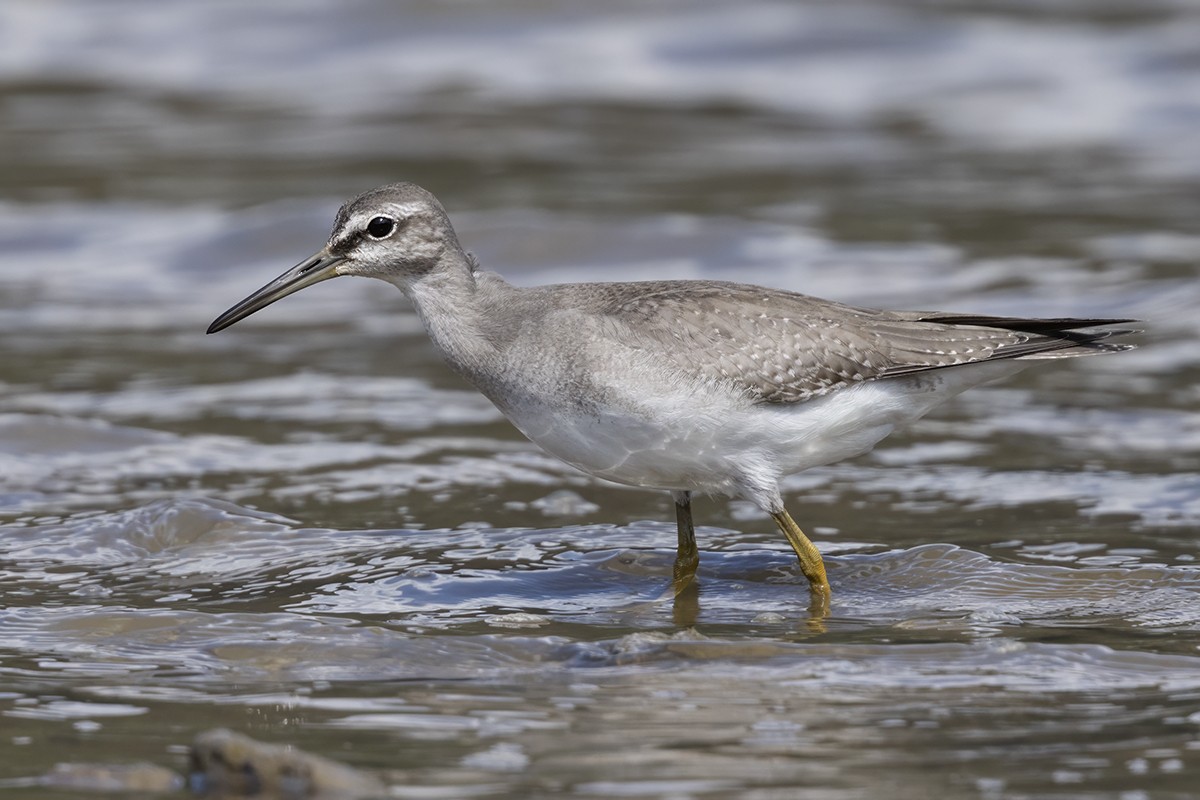 Gray-tailed Tattler - Yann Kolbeinsson