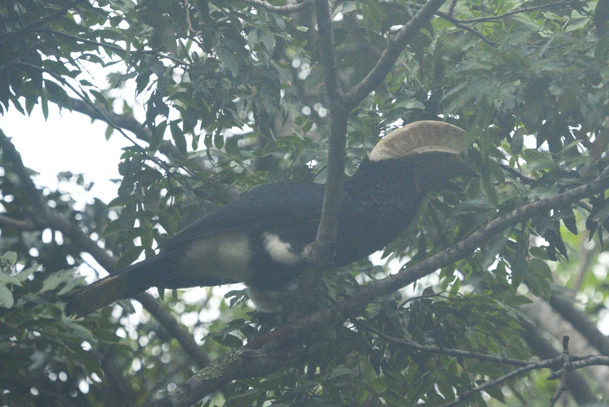 Silvery-cheeked Hornbill - ML612158621