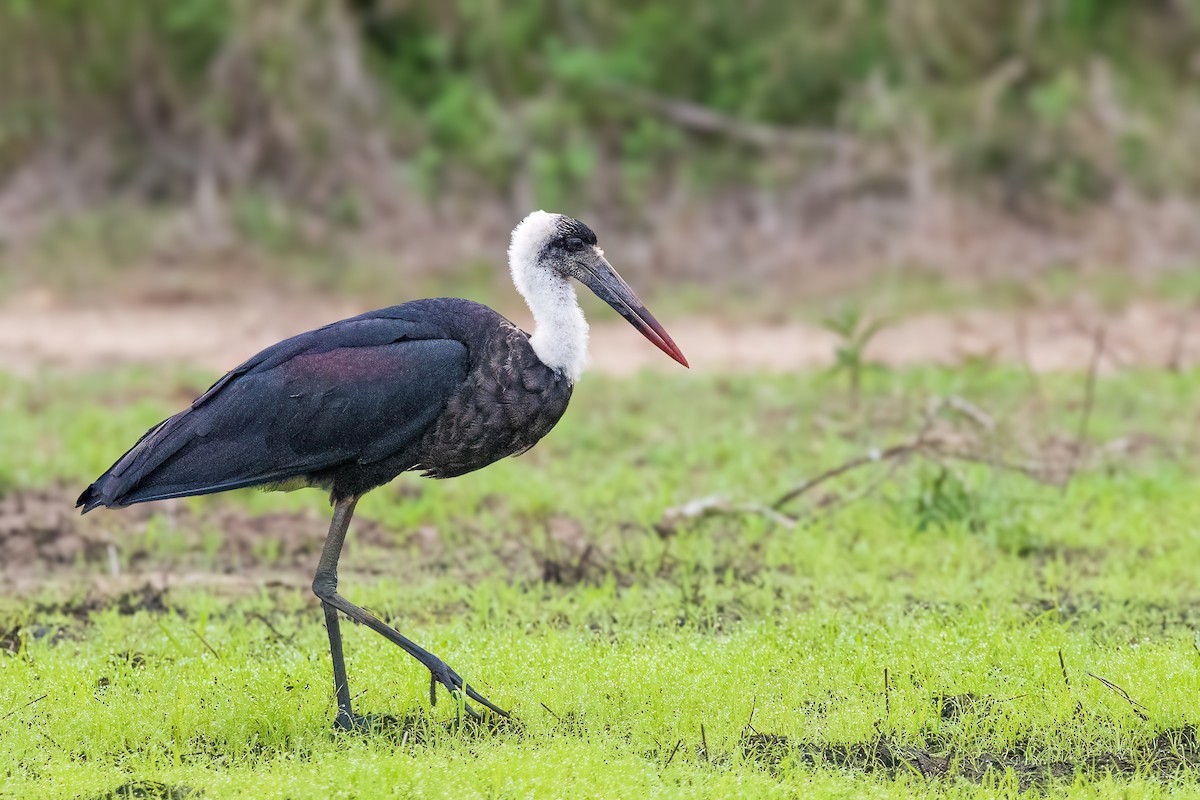 African Woolly-necked Stork - ML612158638