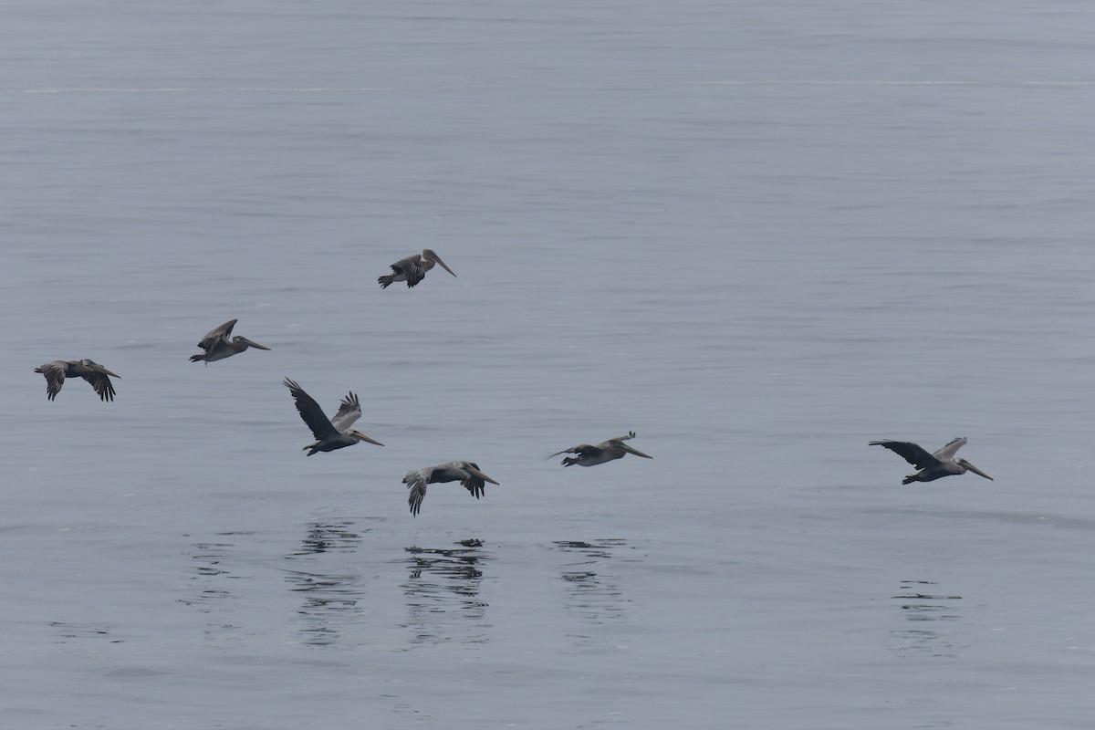 Brown Pelican - James Tomasek