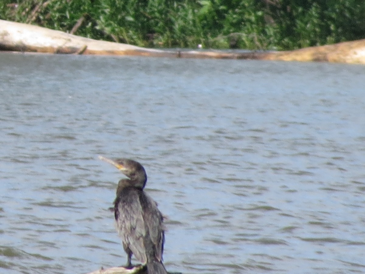 Neotropic Cormorant - ML61215871