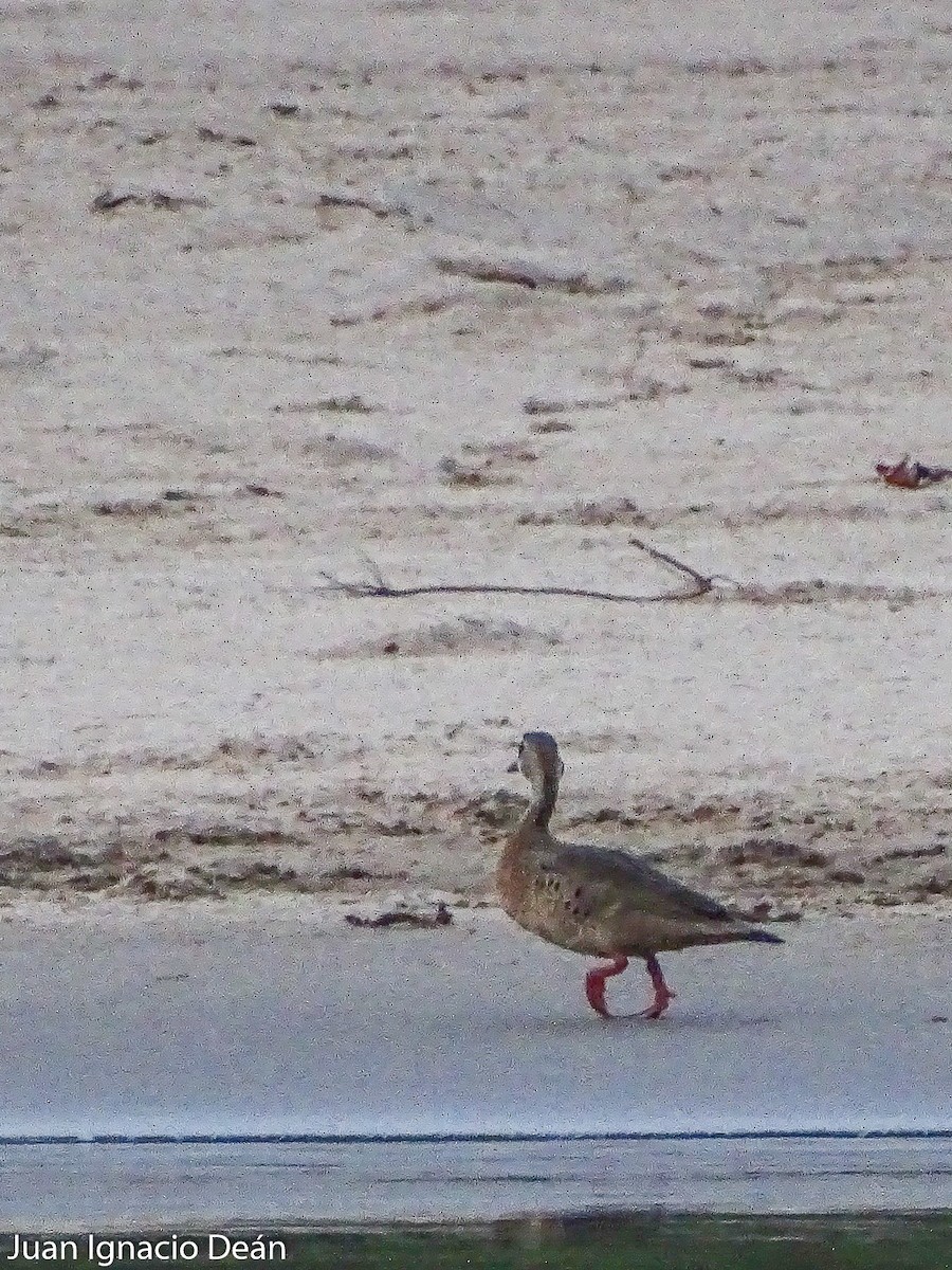 Brazilian Teal - Juan I. Deán