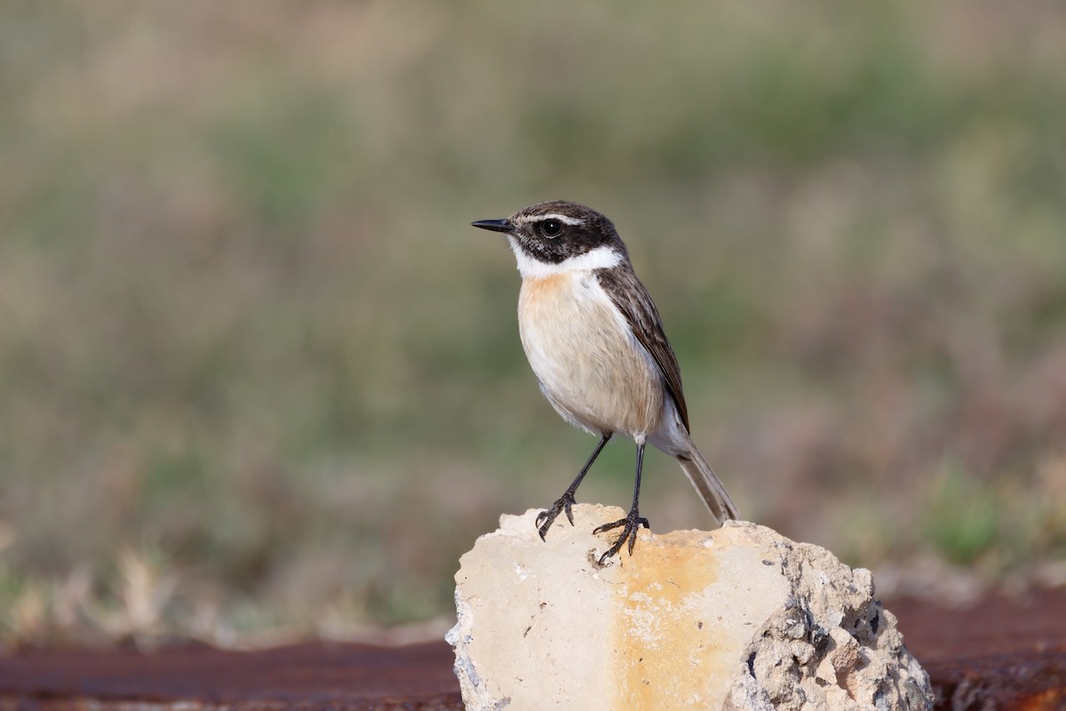 Fuerteventura Stonechat - ML612158773