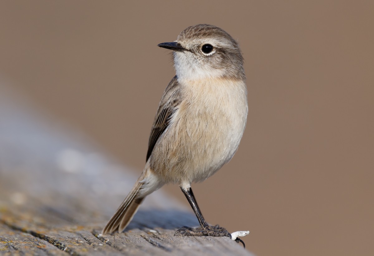 Fuerteventura Stonechat - ML612158774