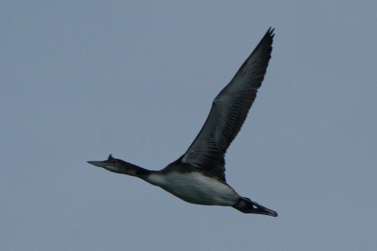 Common Loon - ML612158779