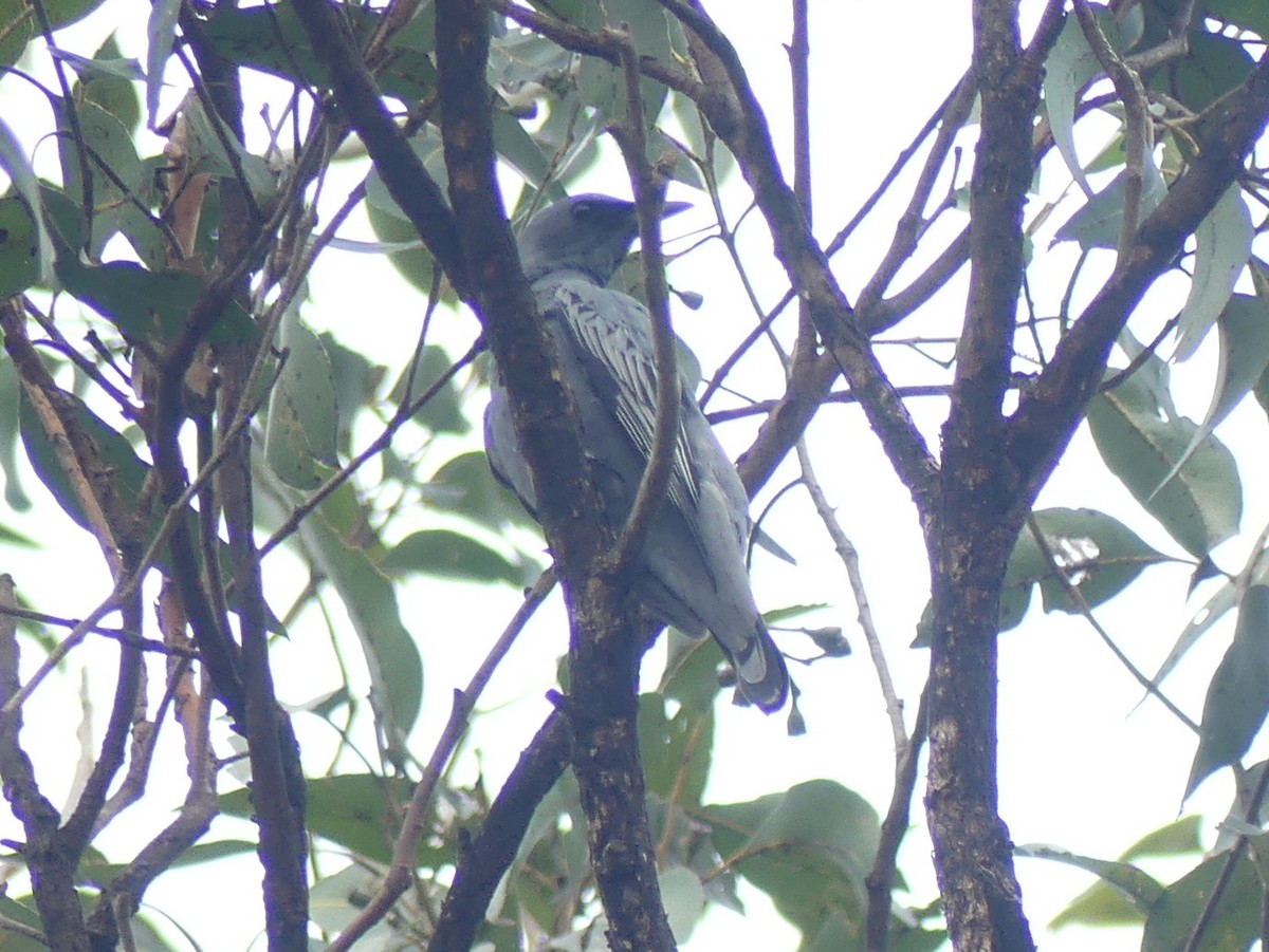 Common Cicadabird (Slender-billed) - ML612158781