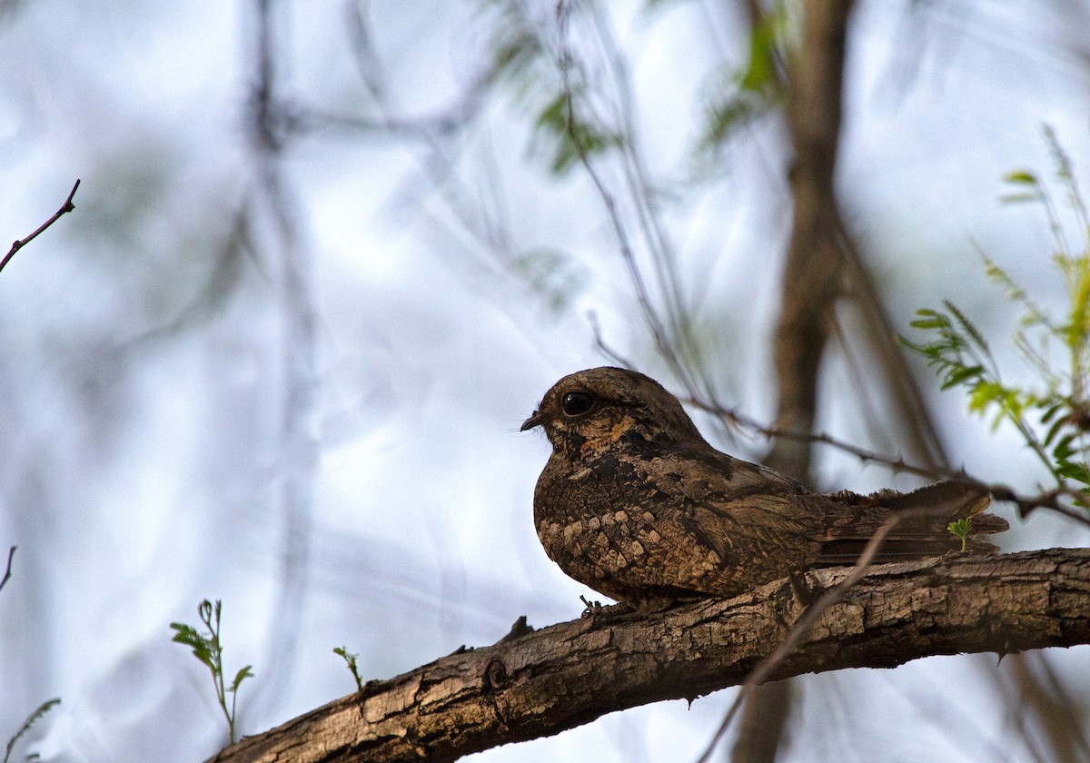 Jungle Nightjar - ML612158832