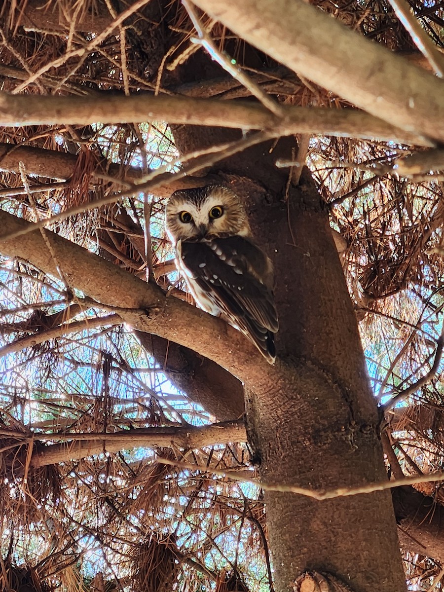 Northern Saw-whet Owl - ML612158834