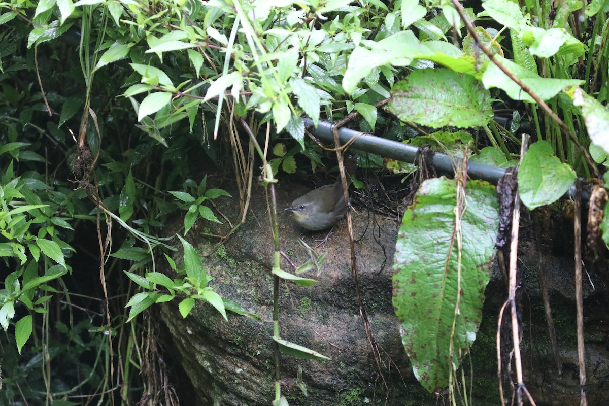 Sri Lanka Bush Warbler - ML612158866