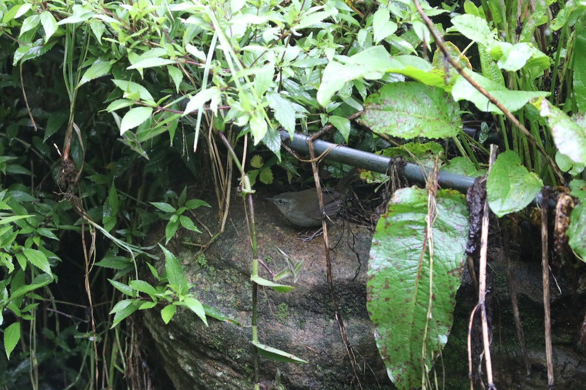 Sri Lanka Bush Warbler - ML612158867