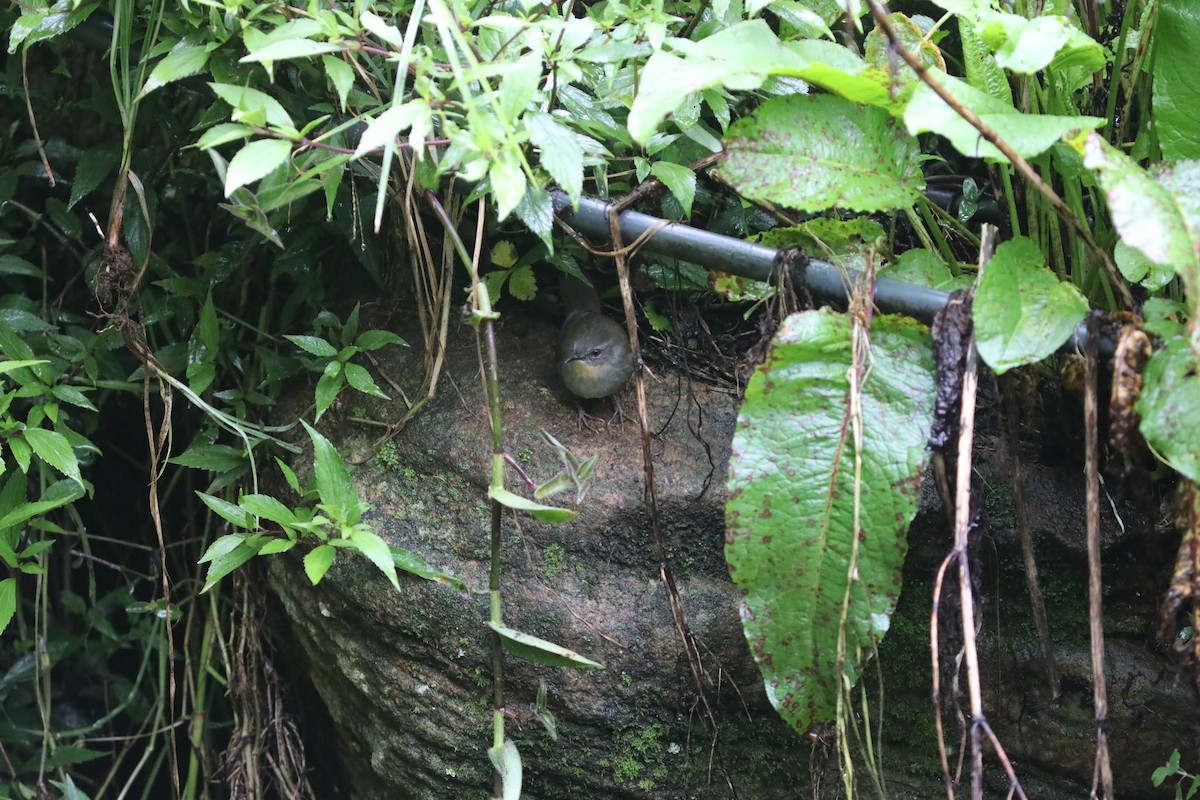 Sri Lanka Bush Warbler - ML612158869
