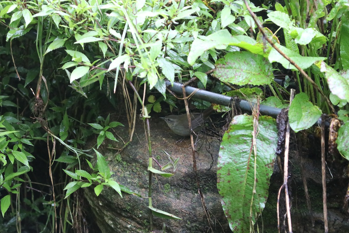 Sri Lanka Bush Warbler - Rohan van Twest
