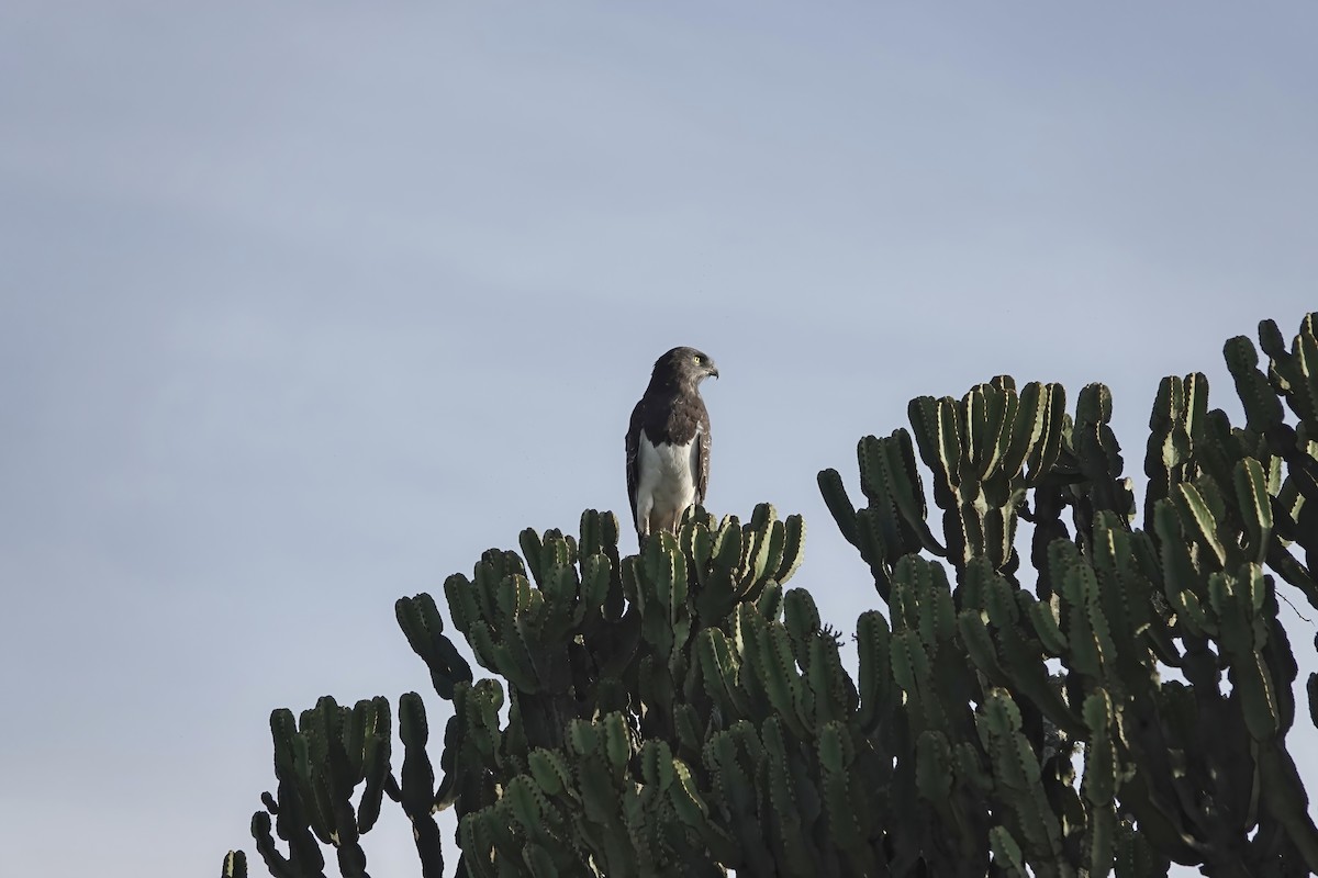 Black-chested Snake-Eagle - Debbie Hilaire