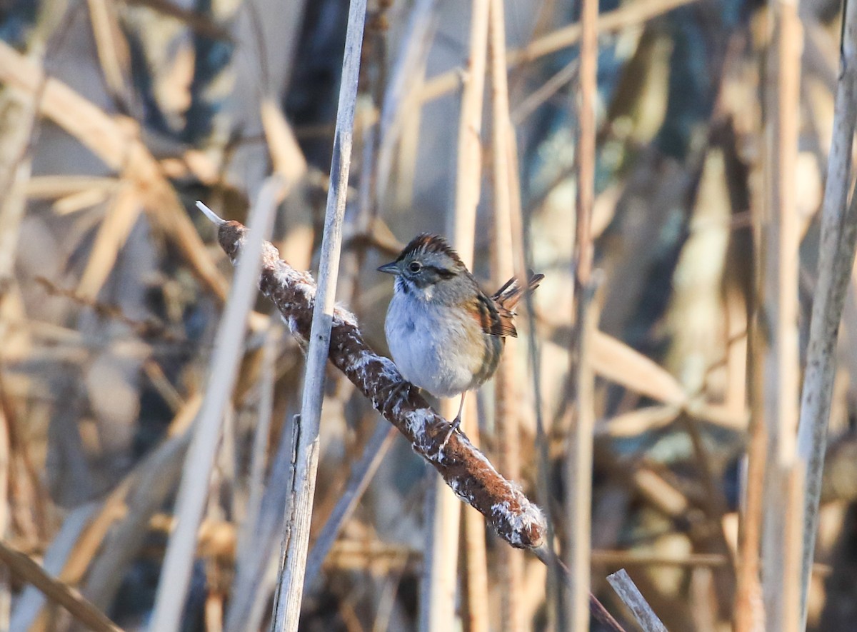 Swamp Sparrow - ML612158927