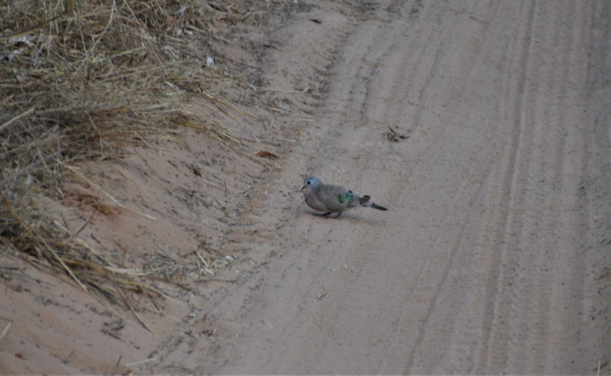 Emerald-spotted Wood-Dove - ML612158956