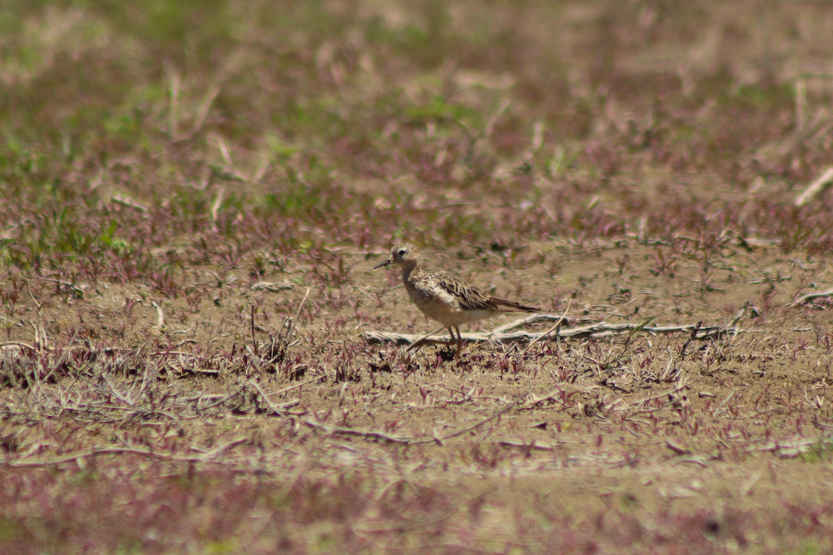 Buff-breasted Sandpiper - ML612158958