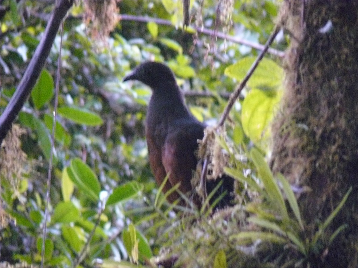 Sickle-winged Guan - ML612158993