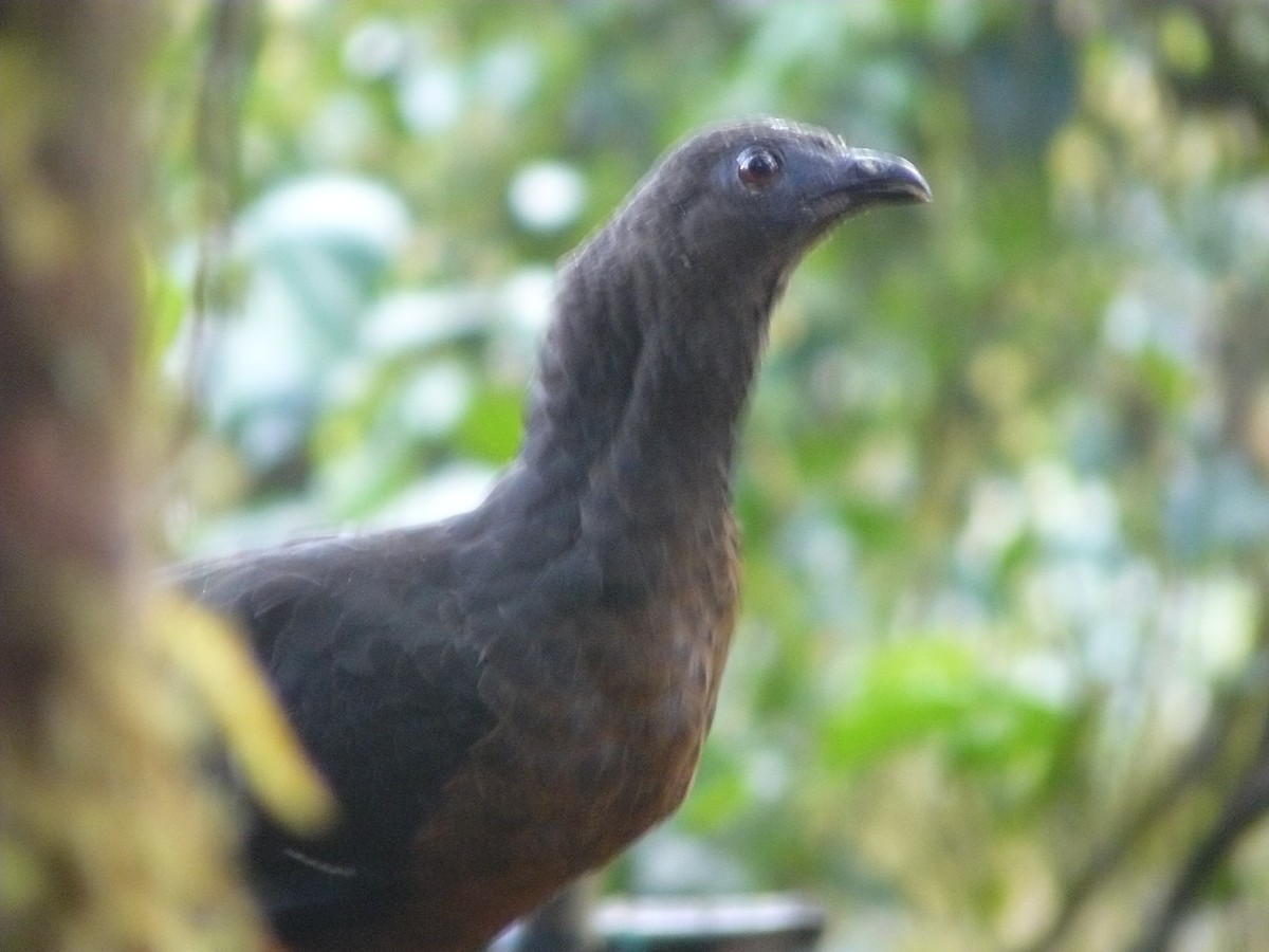 Sickle-winged Guan - ML612158997