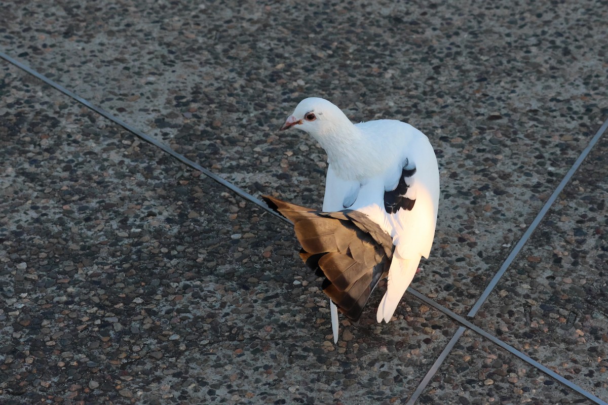 Сизый голубь (Одомашненного типа) - ML612159009