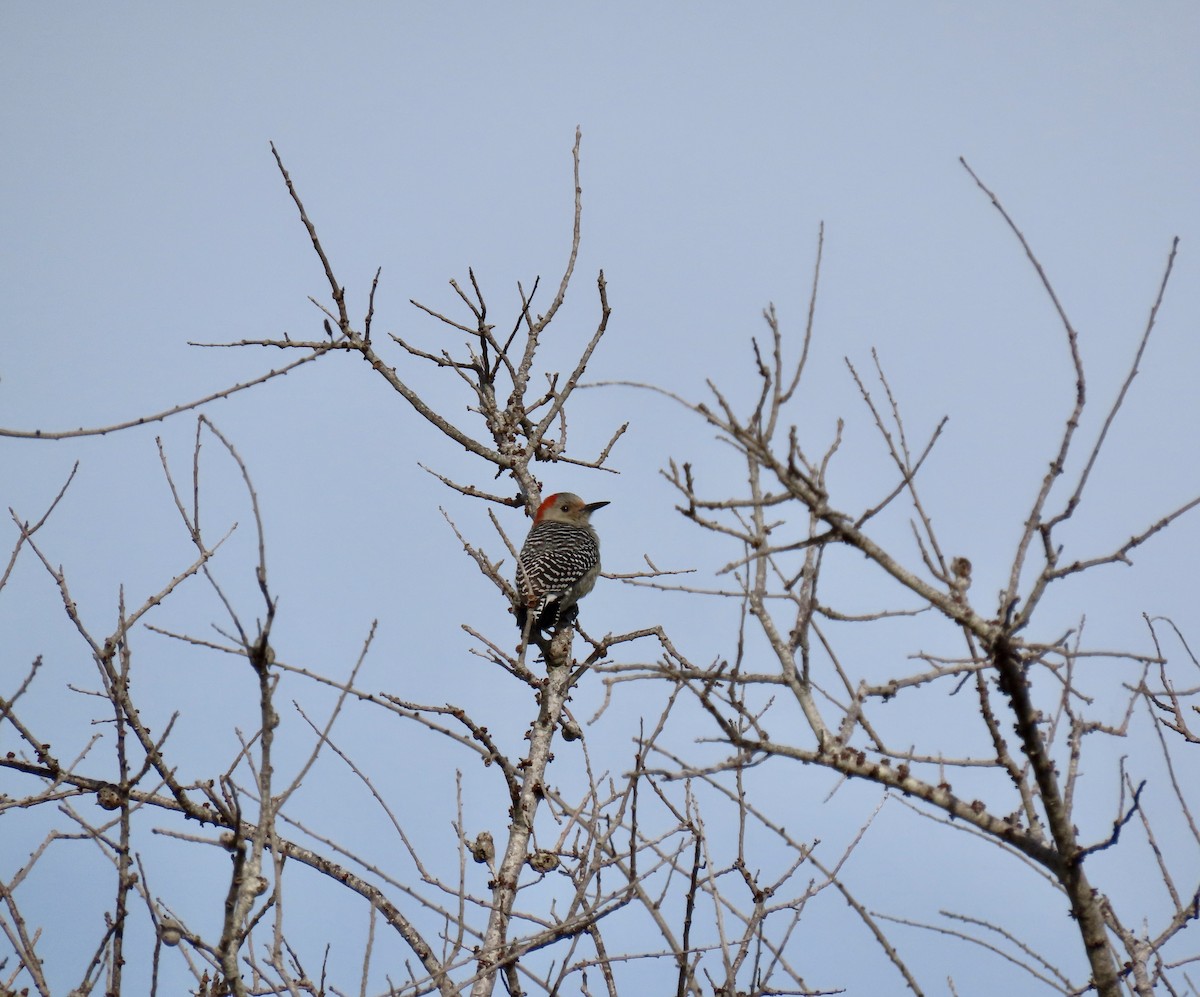 Red-bellied Woodpecker - ML612159046