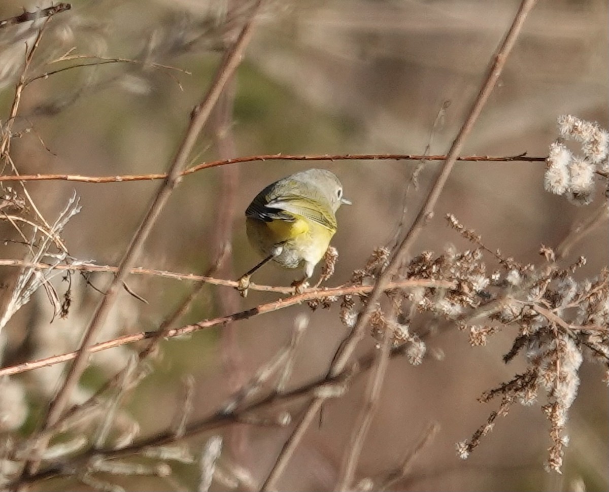 Rubinfleck-Waldsänger - ML612159059