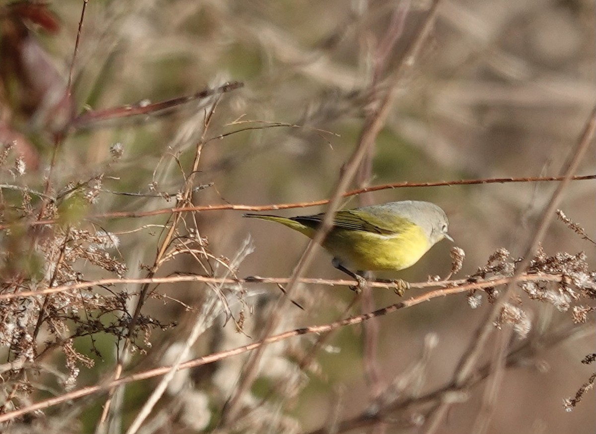 Nashville Warbler - ML612159060