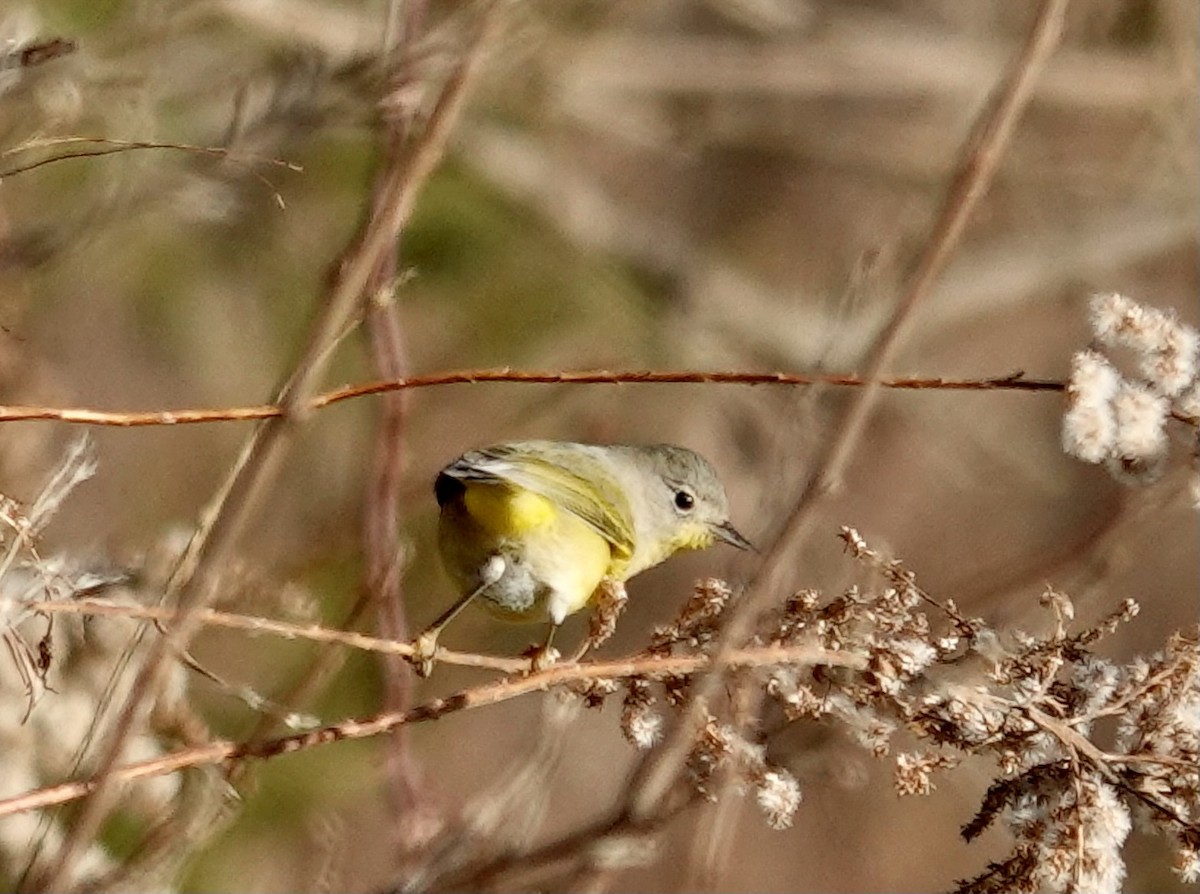 Nashville Warbler - ML612159061