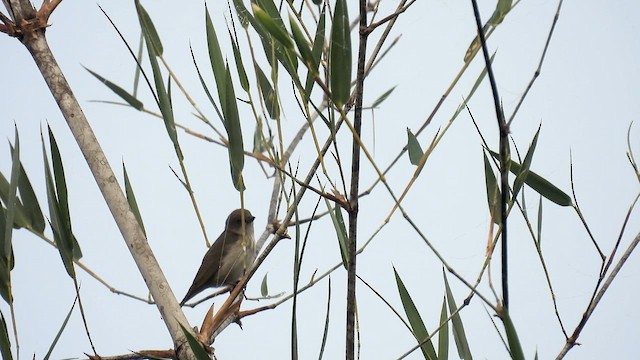 Thick-billed Flowerpecker - ML612159245