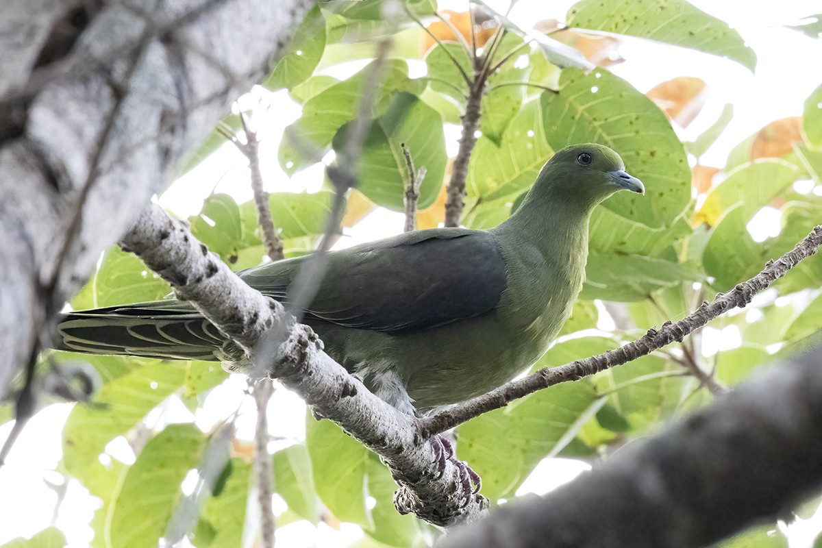 Whistling Green-Pigeon (Ryukyu) - ML612159287