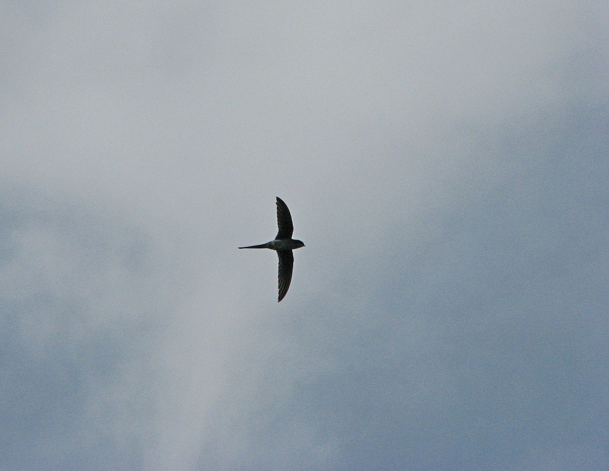 Gray-rumped Treeswift - ML612159300