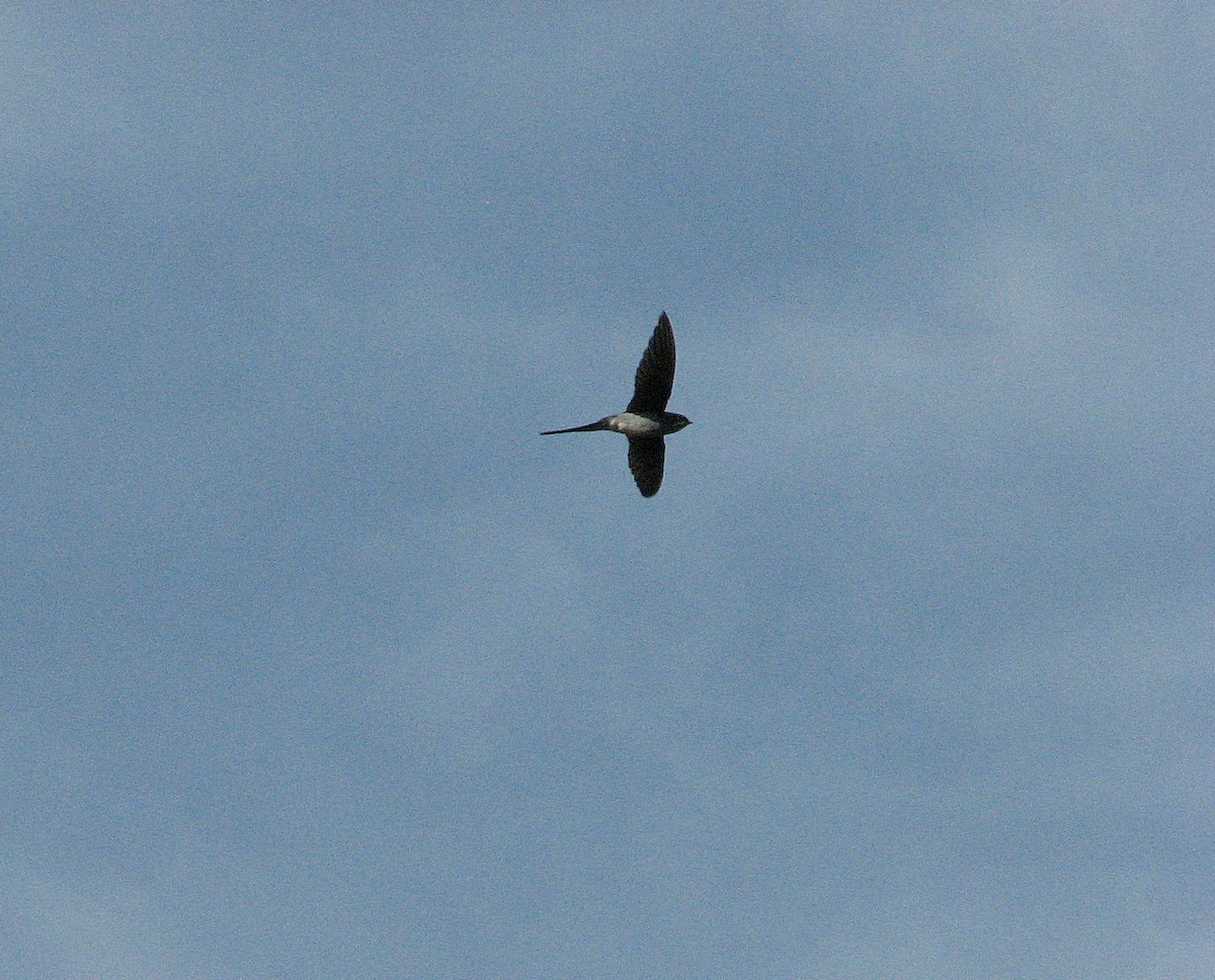 Gray-rumped Treeswift - ML612159301