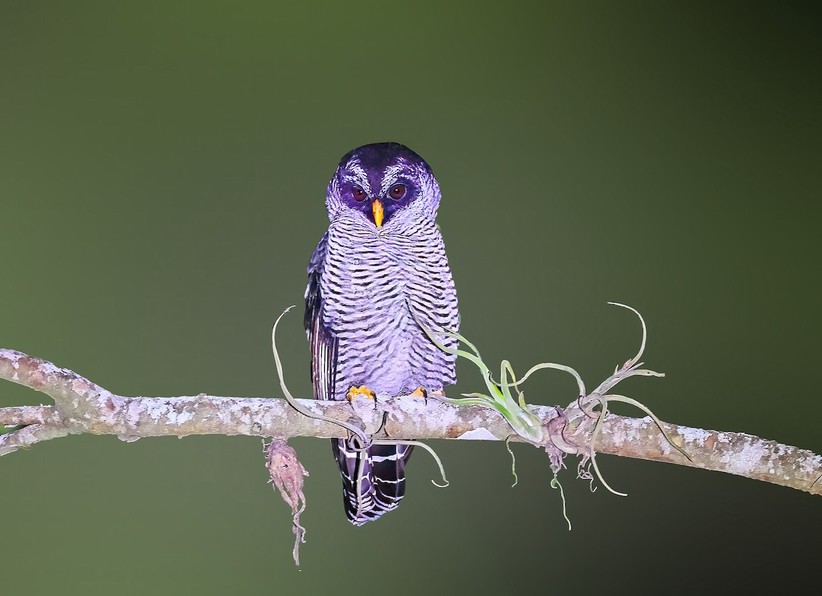 Black-and-white Owl - Greg Homel