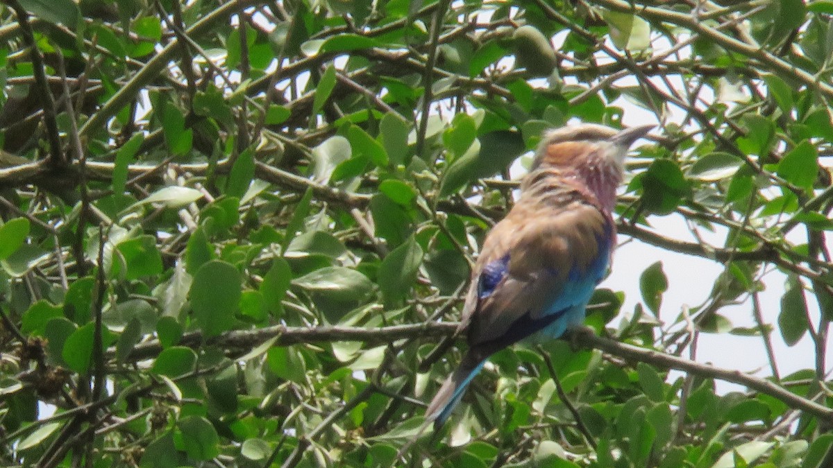 Lilac-breasted Roller - ML612159315