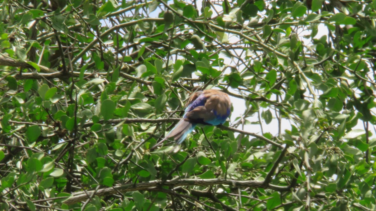 Lilac-breasted Roller - ML612159316