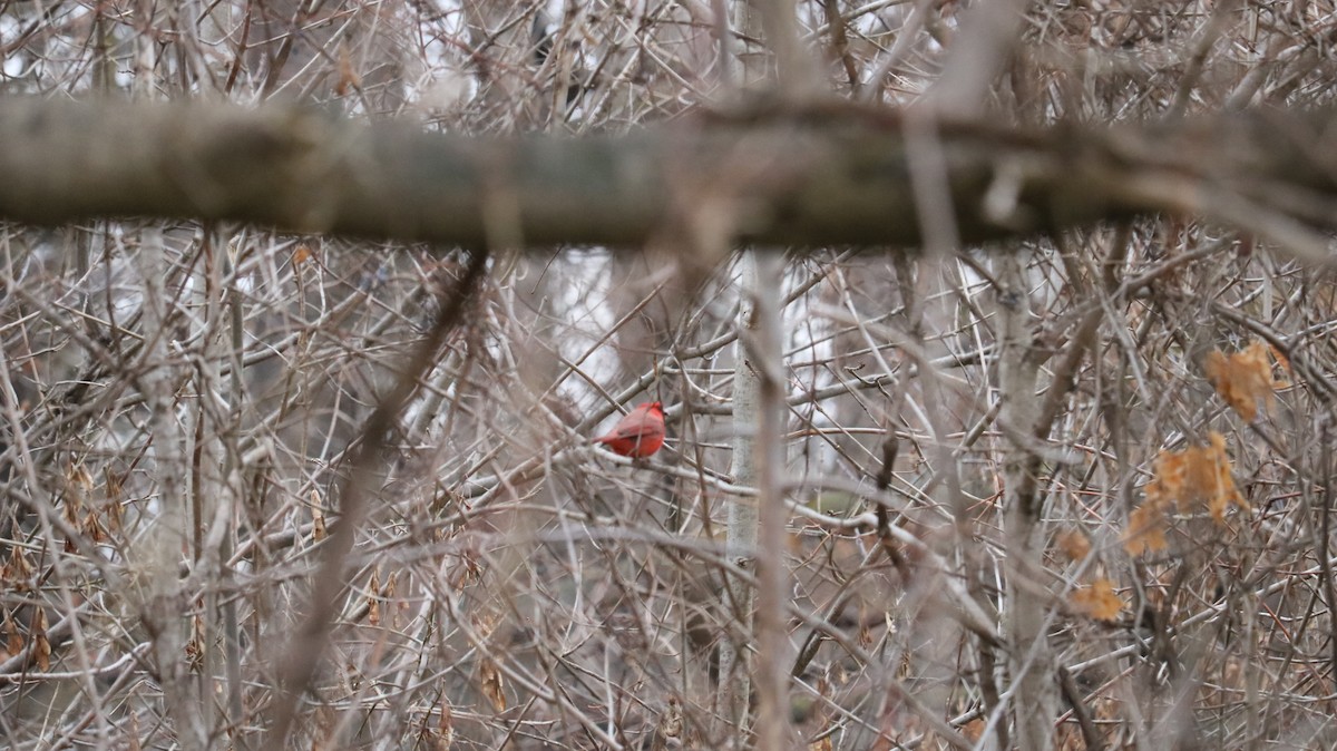 Northern Cardinal - ML612159386